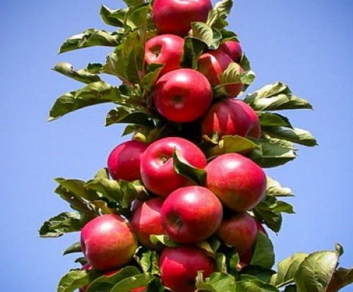Колоновидные яблони и груши. Веселый Урожайник выращивание и уход