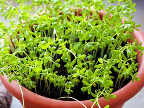 Как вырастить салат дома. Особенности выращивания кресс-салата
