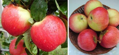 Какие яблоки самые вкусные. 50 сортов яблок с фото и описаниями