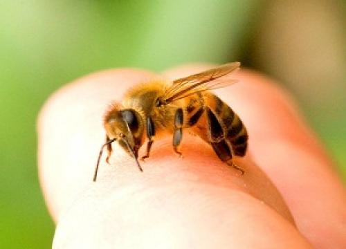 Укус пчелы, что делать в домашних условиях. Что делать в домашних условиях, если укусила пчела: оказание первой помощи, полезные советы пострадавшим