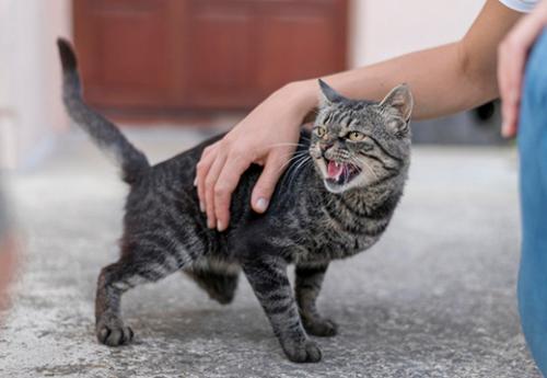 Как отличить нормальное шипение от агрессивного Как отличить нормальное шипение от агрессивного