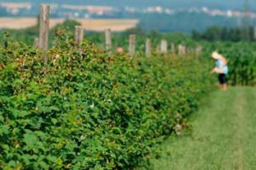 Какие удобрения использовать для малины весной 2024 года