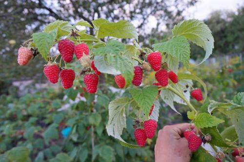 Какие сорта малины дают наибольший урожай Какие сорта малины дают наибольший урожай
