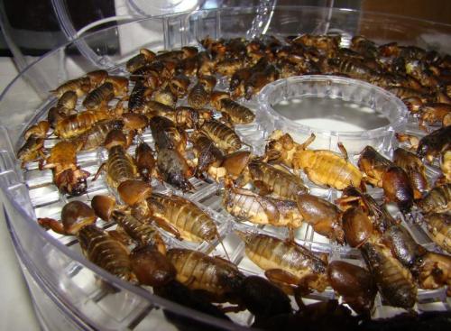 Какие виды лекарств можно приготовить из азиатской медведки Какие виды лекарств можно приготовить из азиатской медведки