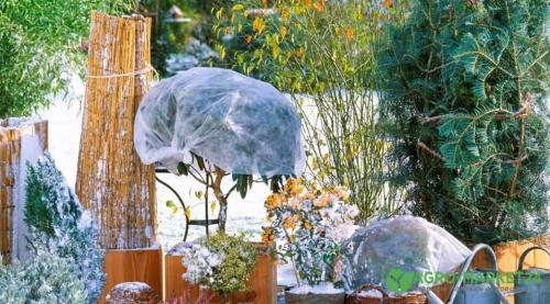 Как можно защитить растения от осенних заморозков, используя специальные химические средства Как можно защитить растения от осенних заморозков, используя специальные химические средства