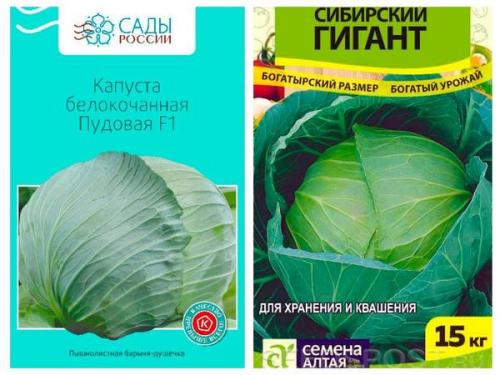 Какие виды капусты наиболее популярны в 2023 году Какие виды капусты наиболее популярны в 2023 году