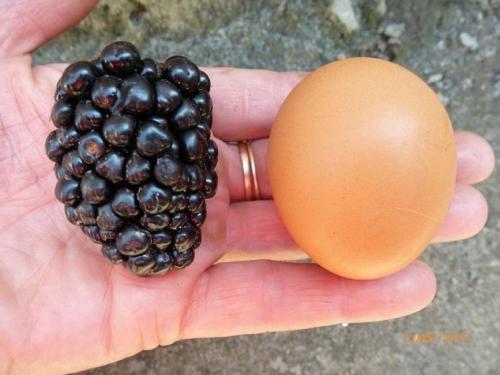 Ежевика плетистая. Ежевика с разными типами побегов