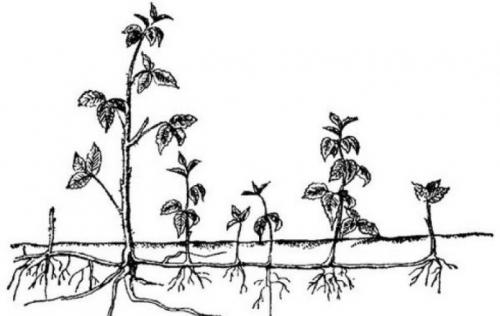 Ежевика плетистая. Ежевика с разными типами побегов