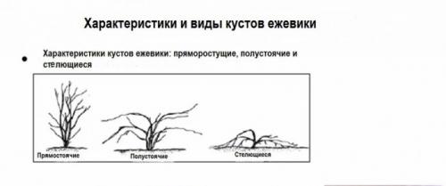 Ежевика плетистая. Ежевика с разными типами побегов