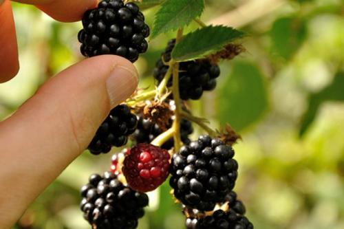 Ежевика плетистая. Ежевика с разными типами побегов