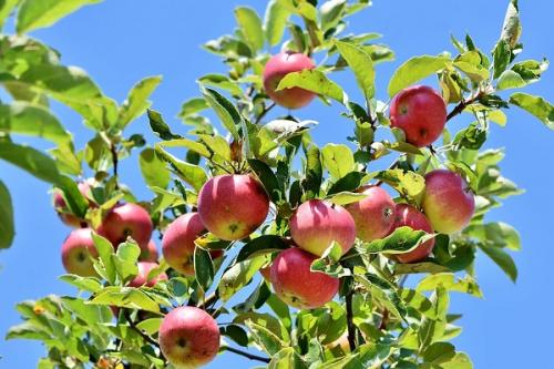 Груша и слива совместимость. Соседи сливы на участке, что можно посадить рядом