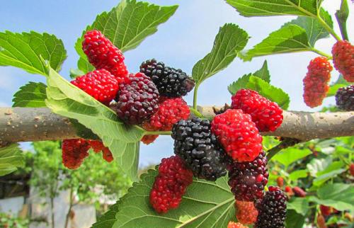 Совместимость шелковицы с другими деревьями. Шелковица — посадка и уход за деревом для ленивых