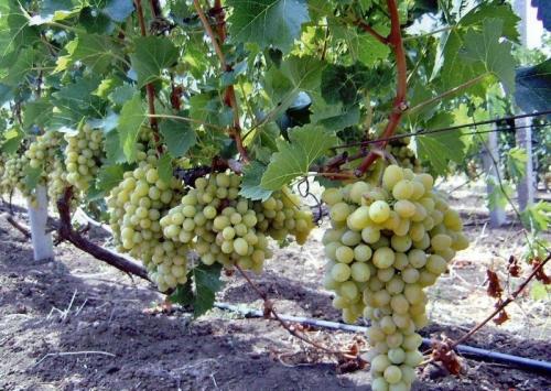 Груша совместимость с другими деревьями и кустами. Умный сад: совместимость плодовых деревьев 13 Груша совместимость с другими деревьями и кустами. Умный сад: совместимость плодовых деревьев 13