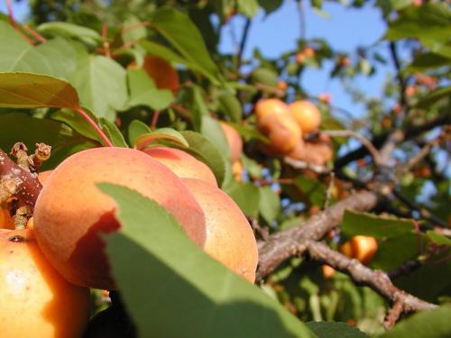 Совместимость абрикоса с другими деревьями. Абрикос и его место в саду