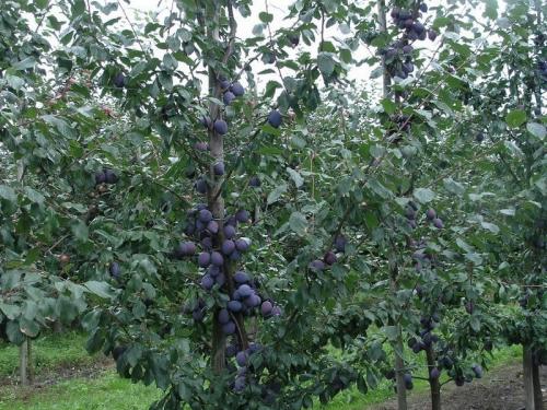 Груша совместимость с другими деревьями и кустами. Умный сад: совместимость плодовых деревьев 12 Груша совместимость с другими деревьями и кустами. Умный сад: совместимость плодовых деревьев 12