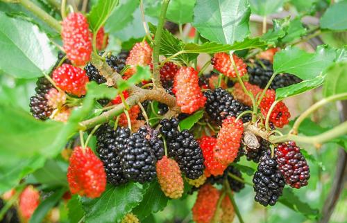 Совместимость шелковицы с другими деревьями. Шелковица — посадка и уход за деревом для ленивых