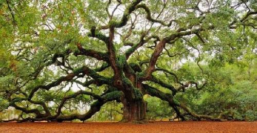 Груша совместимость с другими деревьями и кустами. Умный сад: совместимость плодовых деревьев 33 Груша совместимость с другими деревьями и кустами. Умный сад: совместимость плодовых деревьев 33