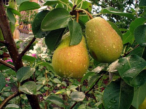 Груша совместимость с другими деревьями и кустами. Умный сад: совместимость плодовых деревьев 10 Груша совместимость с другими деревьями и кустами. Умный сад: совместимость плодовых деревьев 10