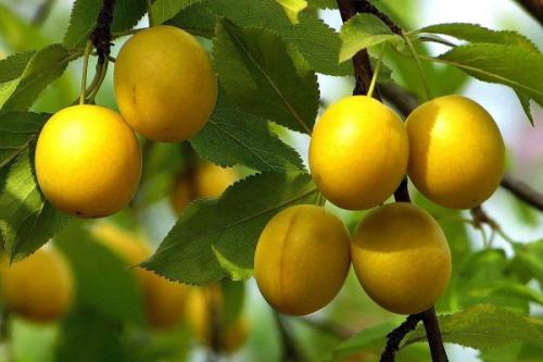 Груша и слива совместимость. Соседи сливы на участке, что можно посадить рядом