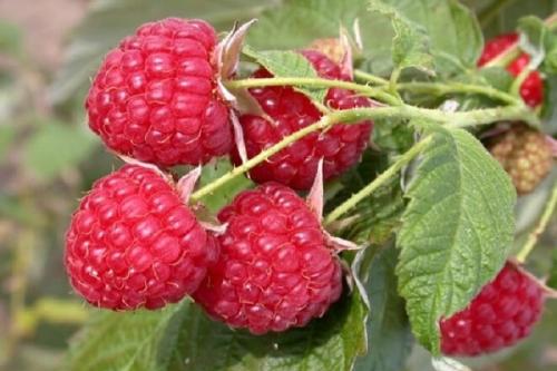 Груша и слива совместимость. Соседи сливы на участке, что можно посадить рядом