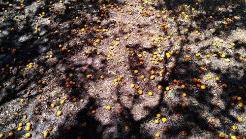 Совместимость абрикоса с другими деревьями. Абрикос и его место в саду