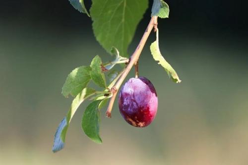 Груша и слива совместимость. Соседи сливы на участке, что можно посадить рядом