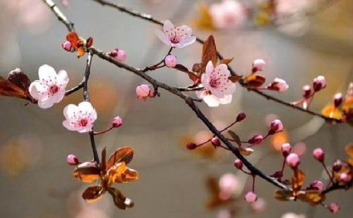 Груша совместимость с другими деревьями и кустами. Умный сад: совместимость плодовых деревьев 31 Груша совместимость с другими деревьями и кустами. Умный сад: совместимость плодовых деревьев 31