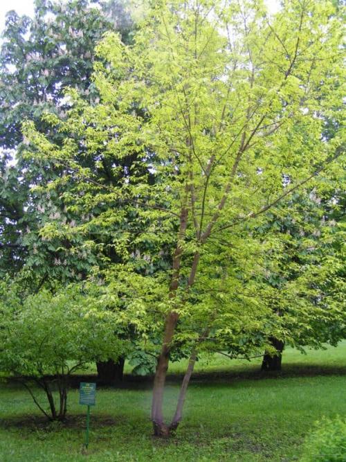 Что посадить рядом с грушей. Что можно посадить в саду рядом с грушей — яблоня лучший сосед