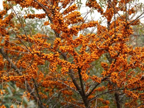 Груша совместимость с другими деревьями и кустами. Умный сад: совместимость плодовых деревьев 15 Груша совместимость с другими деревьями и кустами. Умный сад: совместимость плодовых деревьев 15