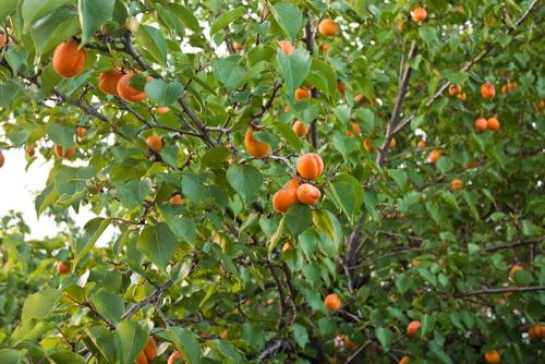 Совместимость абрикоса с другими деревьями. Абрикос и его место в саду