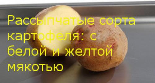 Картофель желтый рассыпчатый. Рассыпчатые сорта картофеля: с белой и желтой мякотью