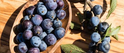 Терн: польза для мужчин. Терн — описание, полезные свойства, применение, рецепты для здоровья и красоты