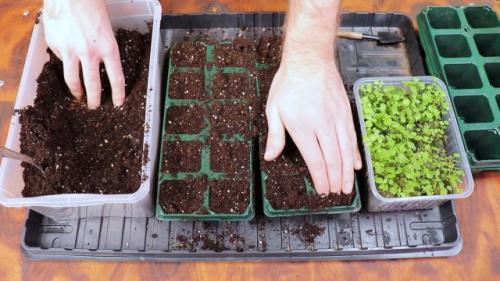 Как определить, что клубника готова к пересадке. Подготовка к пересадке земляники