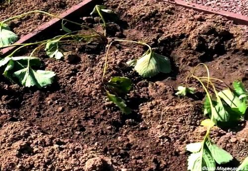 Какие факторы влияют на время пересадки клубники. Сроки пересадки клубники весной, летом и осенью