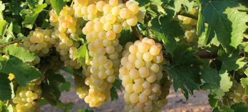 Ранние винные сорта винограда. Сорта белого винограда – ТОП-36 сортов 2023