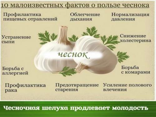 Какие полезные свойства чеснока известны для сердечно-сосудистой системы. Как он действует на сердечно-сосудистую систему?
