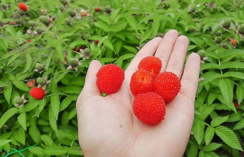 Малина и клубника это ягоды. Малино-клубника (клубничная малина) – секреты выращивания