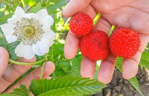 Малиника ягода зака. Описание