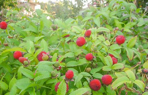 Малина и клубника это ягоды. Малино-клубника (клубничная малина) – секреты выращивания