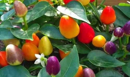 Как вырастить острый перец в горшках: пошаговое руководство от посева до урожая 04