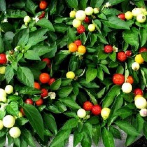 Какие сорта острого перца лучше всего подходят для выращивания на подоконнике. Интересные сорта комнатного горького перца