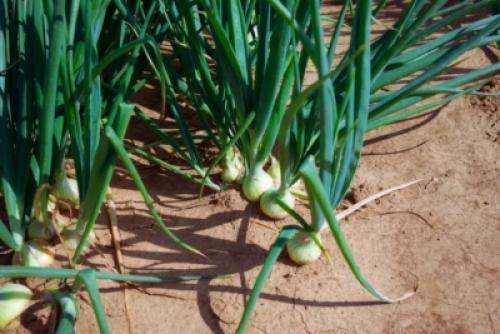 Белый лук салатный. Лук белый 02