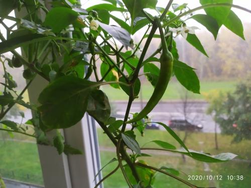 Можно ли выращивать горький перец на подоконнике, и какие для этого нужны условия. Выращиваем острый перец чили на подоконнике