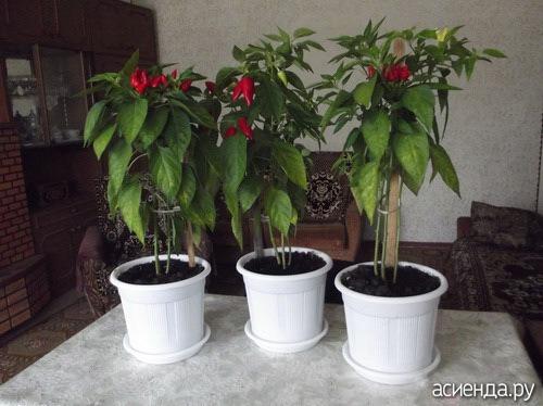 Нужно ли опылять комнатный перец вручную. Надо ли опылять комнатный перец?