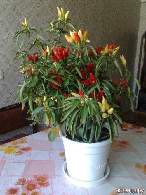 Нужно ли опылять комнатный перец вручную. Надо ли опылять комнатный перец?