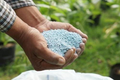 Сладкий и жгучий: как вырастить перец в горшке на подоконнике 01 Сладкий и жгучий: как вырастить перец в горшке на подоконнике 01