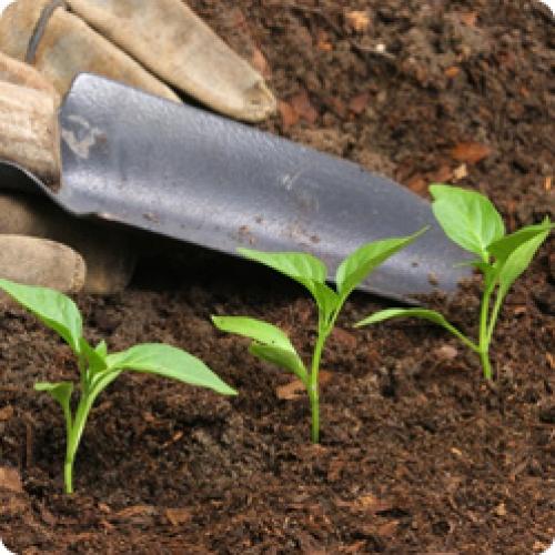 Можно ли пересаживать комнатный перец в открытый грунт летом. ПЕРЕЦ: ПЕРЕСАДКА РАССАДЫ В ТЕПЛИЦУ