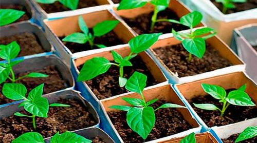 Какие особенности выращивания горького перца в квартире отличаются от выращивания сладкого перца. Как отличить рассаду горького перца от сладкого?