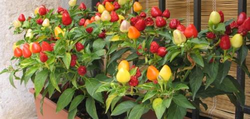 Можно ли выращивать перец на подоконнике круглый год. Сорта перца для выращивания на подоконнике
