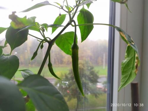 Можно ли выращивать горький перец на подоконнике, и какие для этого нужны условия. Выращиваем острый перец чили на подоконнике